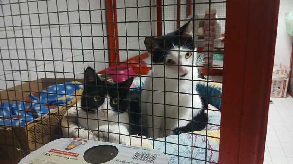 MAJA E MAGO CERCANO CON URGENZA CASA INSIEME Foto 6